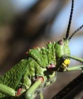 Phymateus viridipes, Green Milkweed Locust