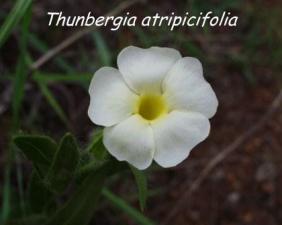 Thunbergia atripicifolia