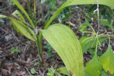 Eulophia streptopetala plant