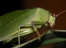 Eurycorypha leaf katydid