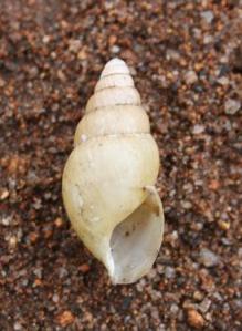 Achatina transvaalensis with periostracum