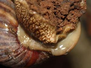 The part just out of the shell is called the mantle of the shell. The mantle is responible to secrete the shell. This snail just didn't want to retract fully to expose the pink columella. 