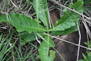 Crossandra greenstockii leaves