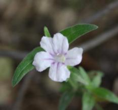 Ruellia stenophylla