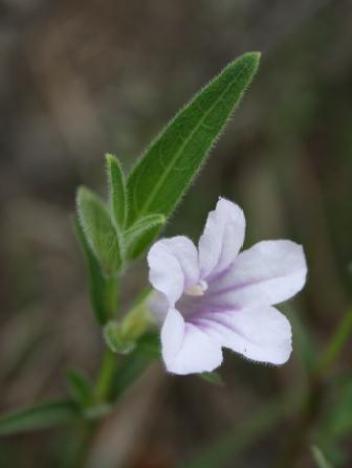 Ruellia stenophylla