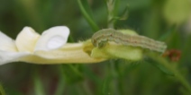 Owlet Moth larva (Noctuidae). This one preferred the flower above leaves