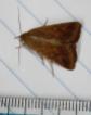 Owlet Moth (Noctuidae)