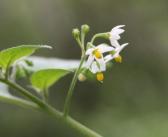 Solanum retroflexum IMG_4380