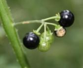 Solanum retroflexum IMG_4440
