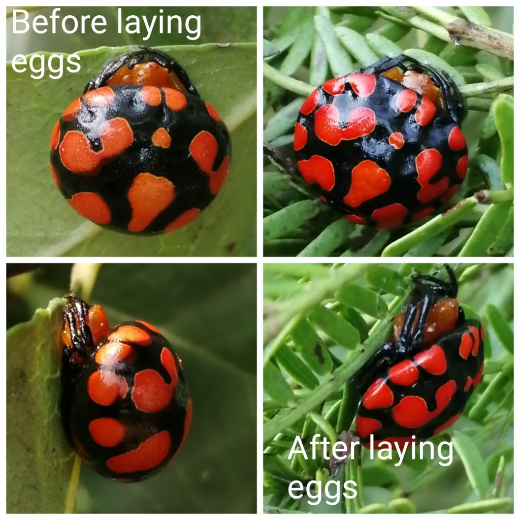 Paraplectana thorntoni before and after laying eggs