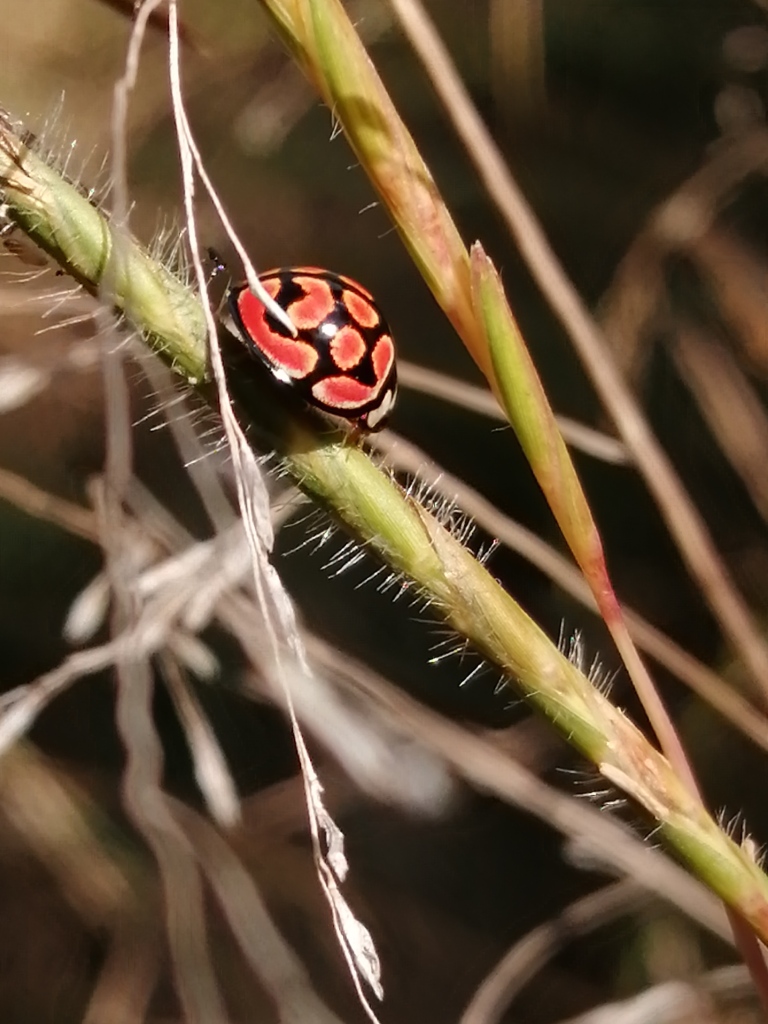 Ladybeetle to compare with Paraplectana thorntoni 